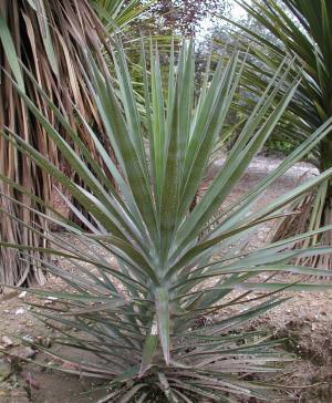 Yucca aloifolia normal