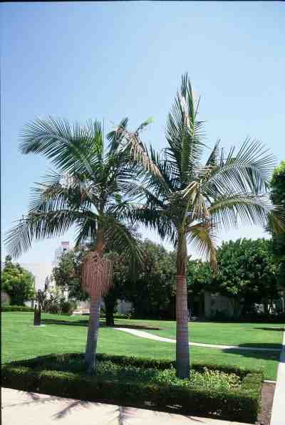 Archontophoenix cunninghamiana (Los Angeles - USA) PO. Albano