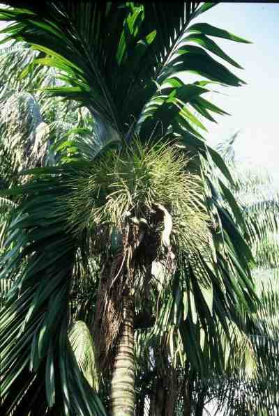 Areca ipot (Bogor - Indon�sie) PO. Albano
