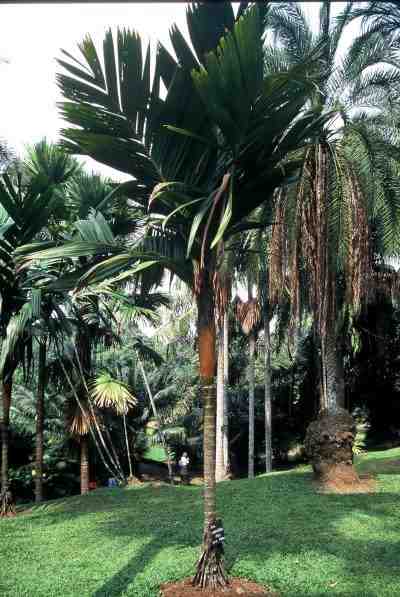 Areca vestiaria (Bogor - Indonésie) PO. Albano