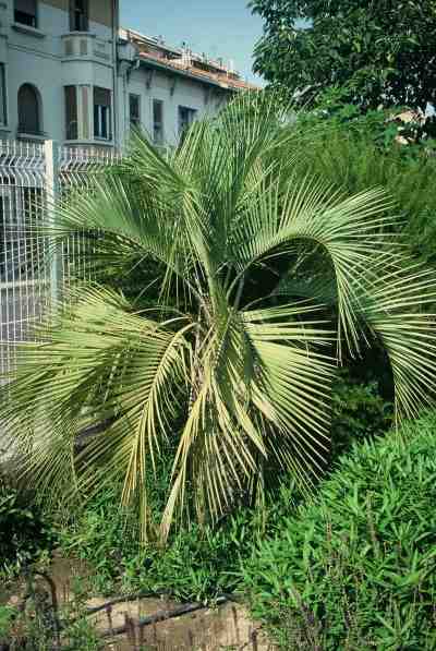Butia paraguayensis (Perpignan) PO. Albano