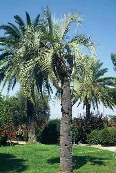 Butia yatay (Hyères-les-Palmiers) PO. Albano