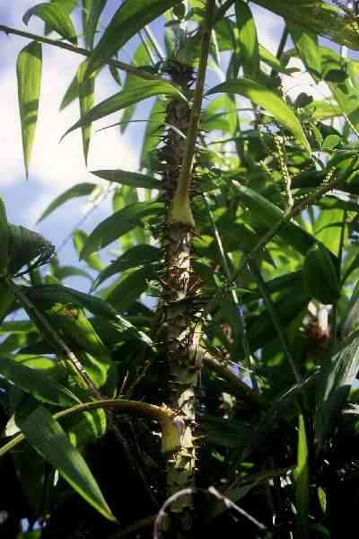 Calamus palustris (Jardin botanique, Saint-Domingue) PO. Albano