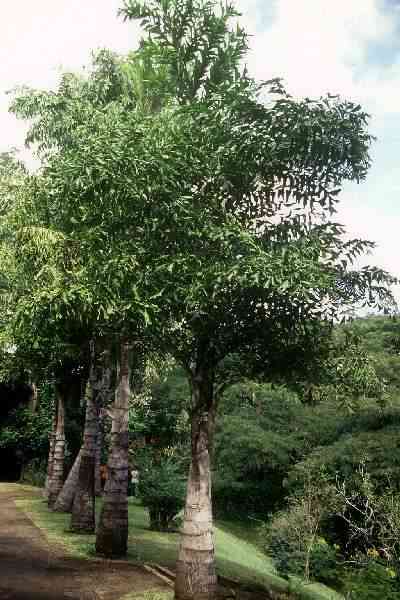 Caryota urens (Jardin des pamplemousses, Ile Maurice) PO. Albano
