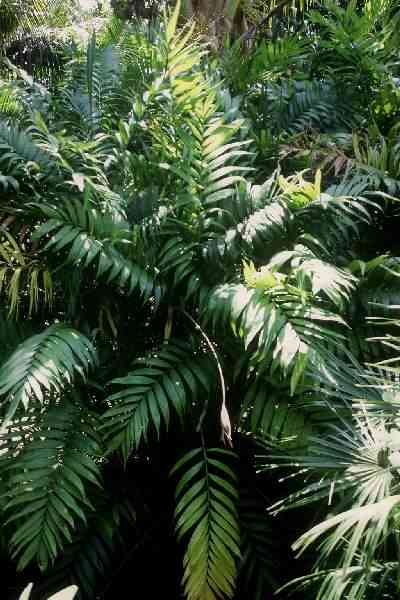 Chamaedorea costaricana (Parc Exotica, La Runion) PO. Albano
