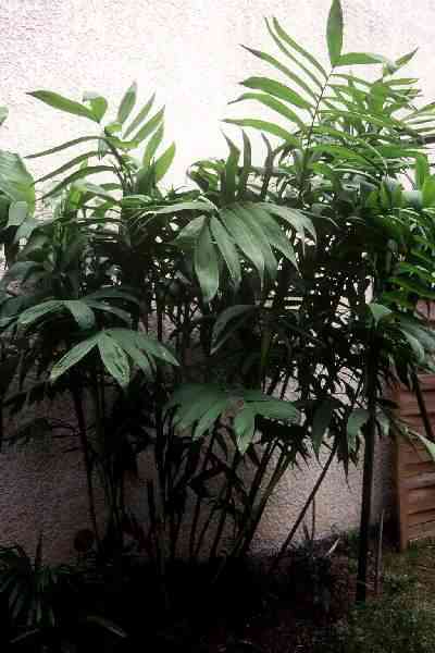 Chamaedorea microspadix (Montpellier) PO. Albano