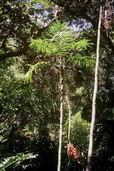 Chamaedorea radicalis forme caulescente (Huntington, Californie) PO. Albano

