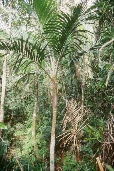 Chambeyronia lepidota (Mont Pani�, Nouvelle Cal�donie) PO. Albano
