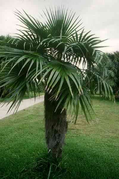 Coccothrinax crinita (Jardin Tropical Fairchild, Floride) PO. Albano
