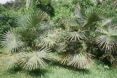 Coccothrinax cupularis (Jardin Tropical Fairchild, Floride) PO. Albano
