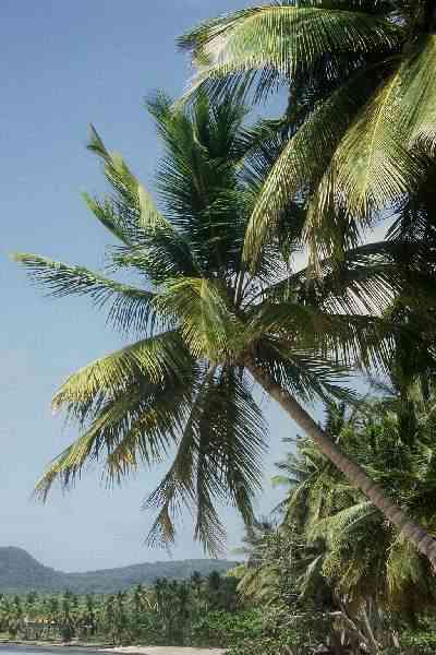 Cocos nucifera (R�publique Dominicaine) PO. Albano
