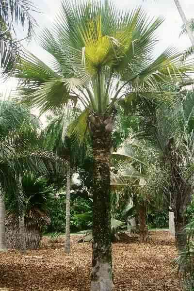 Copernicia gigas (Jardin Tropical Fairchild, Floride) PO. Albano
