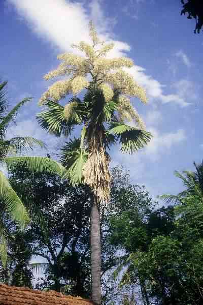 Corypha umbraculifera floraison terminale (Sri-Lanka) PO. Albano
