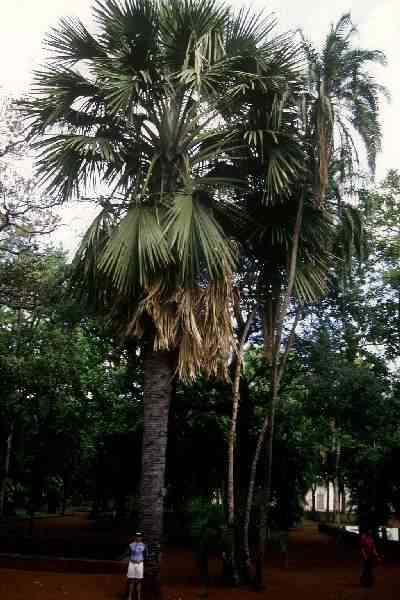 Corypha utan (Saint-Denis, La Réunion) PO. Albano