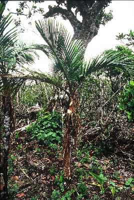 Hyophorbe vaughani (Ile Maurice) PO. Albano
