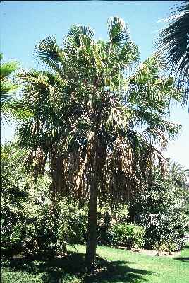 Livistona australis (Huntington - Californie) PO. Albano