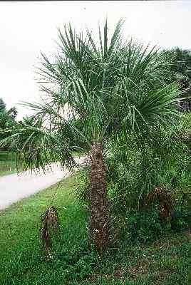 Livistona inermis (Fairchild - Floride) PO. Albano