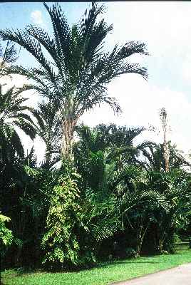 Metroxylon sagu (Jardin Botanique - Singapour) PO. Albano
