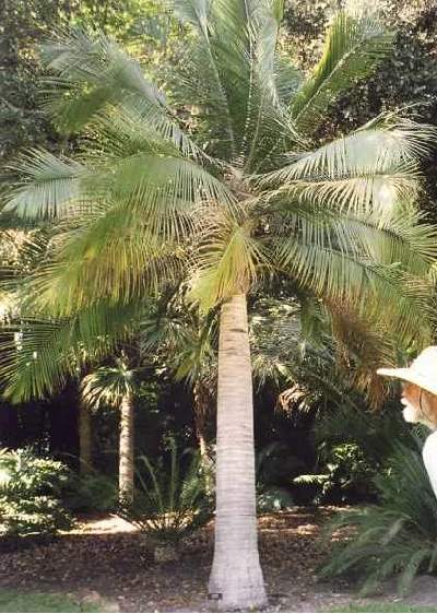 Ravanea rivularis (Californie) P. Duhamel
