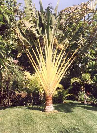Ravenala madagascariensis (Californie) P. Duhamel
