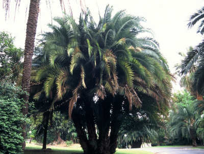 Phoenix canariensis x reclinata (San Remo, Italie) PO.Albano
