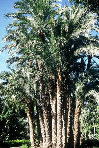 Phoenix dactylifera (Jardin Botanique, Valence - Espagne) PO. Albano