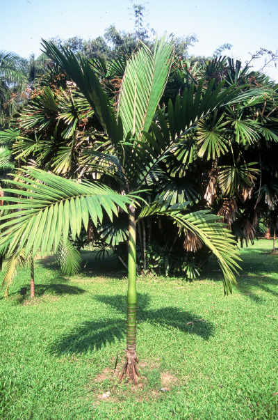 Physokentia dennisii (Jardin Botanique de Bogor, Indonsie) PO. Albano 
