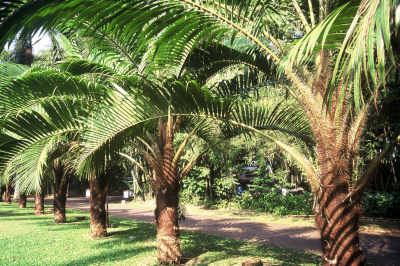 Pigafetta filiaris (Jardin Botanique de Bogor, Indonésie) PO. Albano
