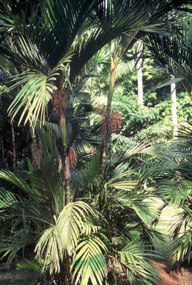 Pinanga coronata (Jardin Botanique de Bogor, Indonsie) PO. Albano
