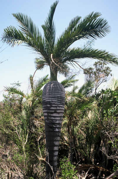 Pseudophoenix eckmanii (A l'état naturel en République Dominicaine) PO. Albano