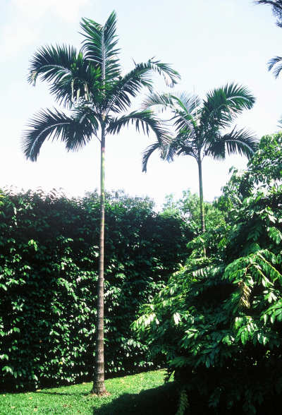 Ptychosperma elegans (Jardin Botanique, Singapour) PO. Albano
