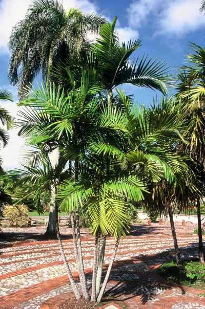 Ptychosperma marcharturii (Jardin Botanique, St Domingue) PO. Albano
