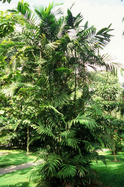 Ptychosperma sanderianum (Jardin Botanique, Singapour) PO. Albano
