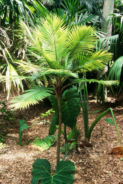 Ravenea hildebrandii (Jardin Tropical Fairchild, Miami Floride) PO. Albano

