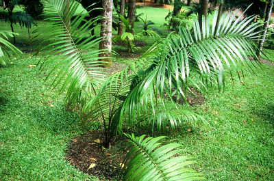 Rhopaloblaste singaporensis (Jardin botanique, Singapour) PO. Albano
