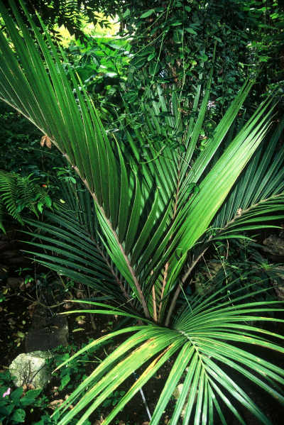 Rhopalostylis baueri (Villa les C�dres, St Jean Cap Ferrat) PO. Albano
