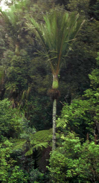 Rhopalostylis sapida (A l'tat naturel Auckland, NZ) PO. Albano

