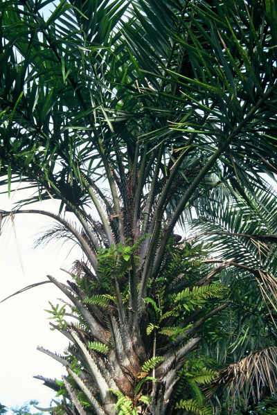Syagrus coronata (Jardin de Pamplemousses, Ile Maurice) PO. Albano
