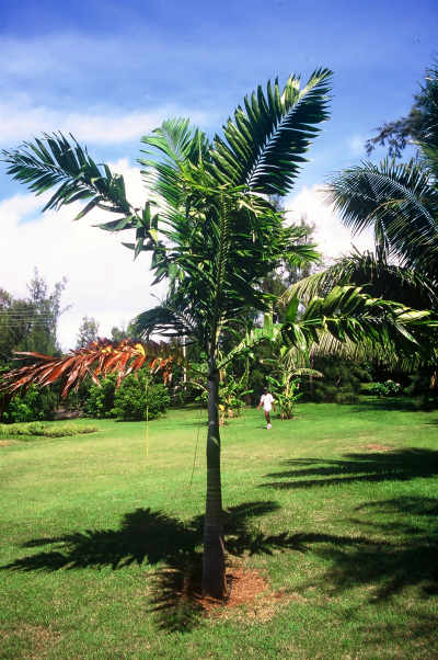 Veitchia joannis (Jardin de Pamplemousses, Ile Maurice) PO. Albano
