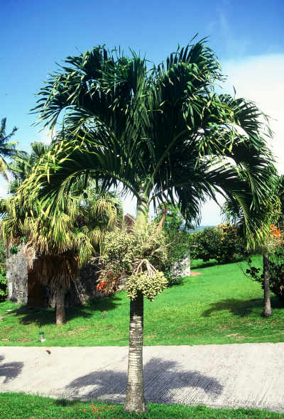 Veitchia merrellii (Martinique) PO. Albano
