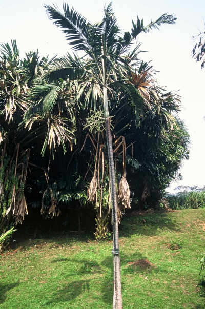 Veitchia montgomeriana (Jardin botanique de Bogor, Indonésie) PO. Albano