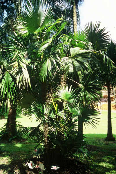 Zombia antillarum (Jardin botanique, Singapour ) PO. Albano
